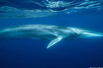 Fin whale